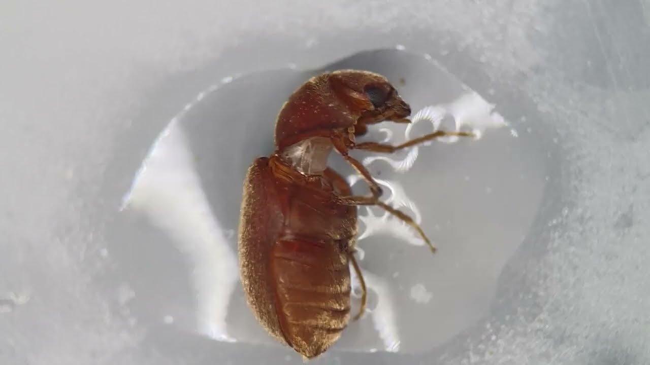 1분 생물 `권연벌레` - Youtube