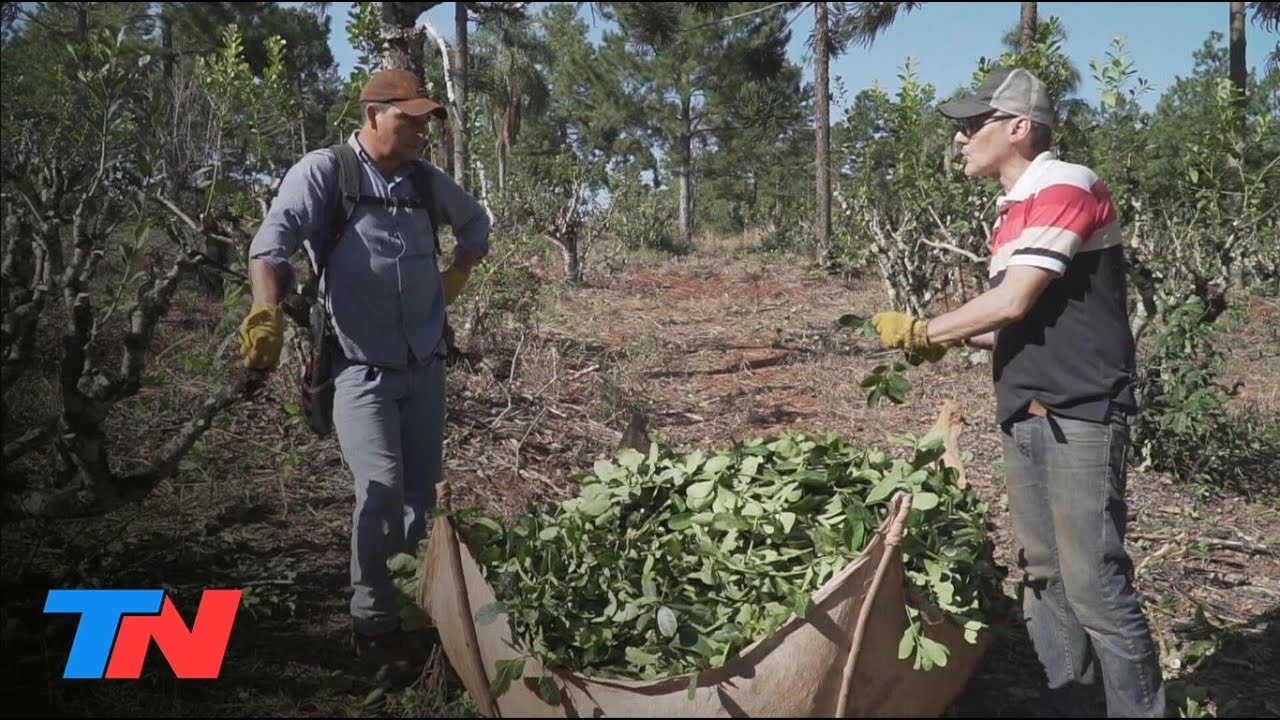 Malnatti: 10 DÍAS COMO UN YERBATERO: la vida de los cosecheros