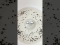 The Jumping Pepper Experiment - Exploring Motion and Forces