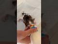 校門に捨てられた５匹の子猫のレスキュー