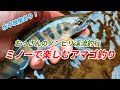 【水中映像あり！ミノーで楽しむアマゴ釣り】おっさんのノンビリ渓流釣行