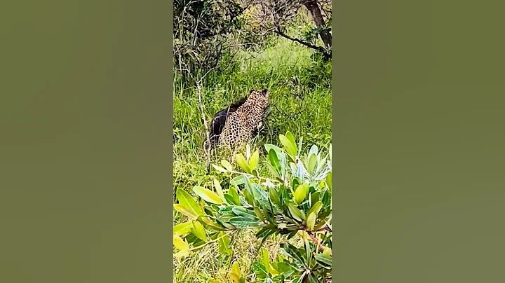 Leopard hunting wild Boar #nature #wildlife #animals #shortvideo