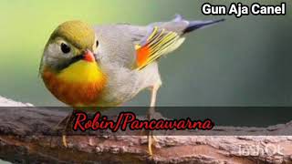 Suara tembakan Robin gacor dorrr