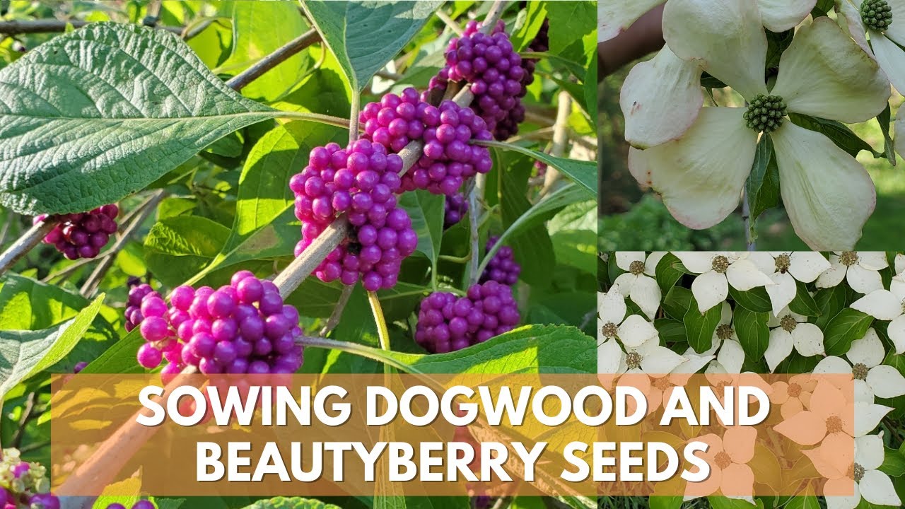 Sowing Dogwood And Beautyberry Seeds In The Fall
