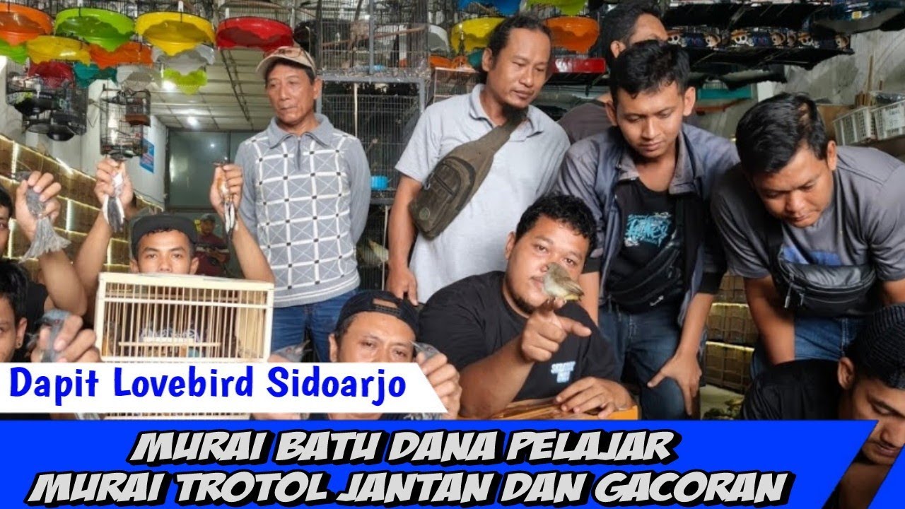 MURAI BATU DANA PELAJAR !!! MURAI TROTOL JANTAN DAN GACORAN