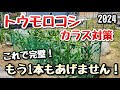 【トウモロコシ】今年はこれでカラスから守る!カラス対策の決定版2024