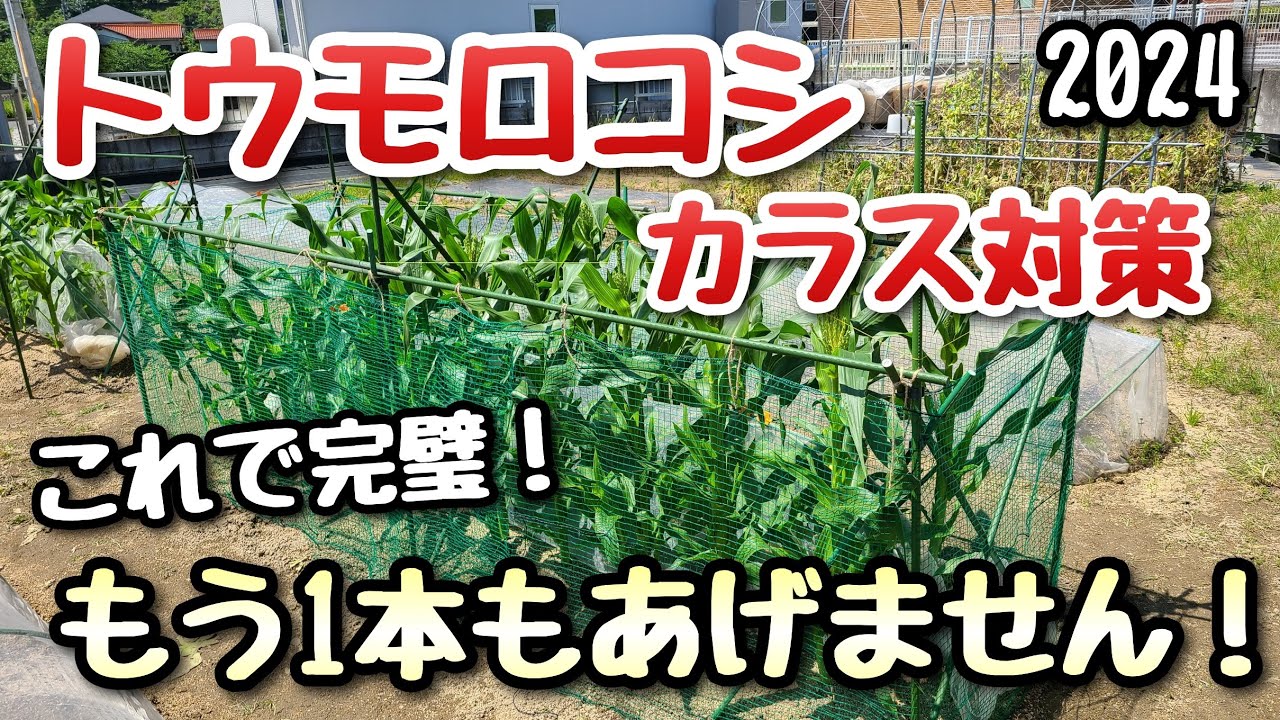 【トウモロコシ】今年はこれでカラスから守る！カラス対策の決定版2024