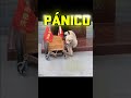 Lo que hizo este Perro al final te dejará en SHOCK! 🤯"