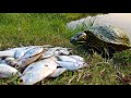 Turtles Love Fresh Shad!