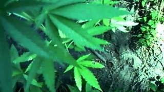 MPEG0017