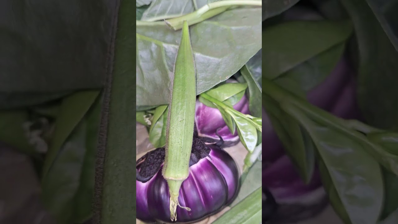 Nice green, healthy veggie from my neighbor's backyard 💚