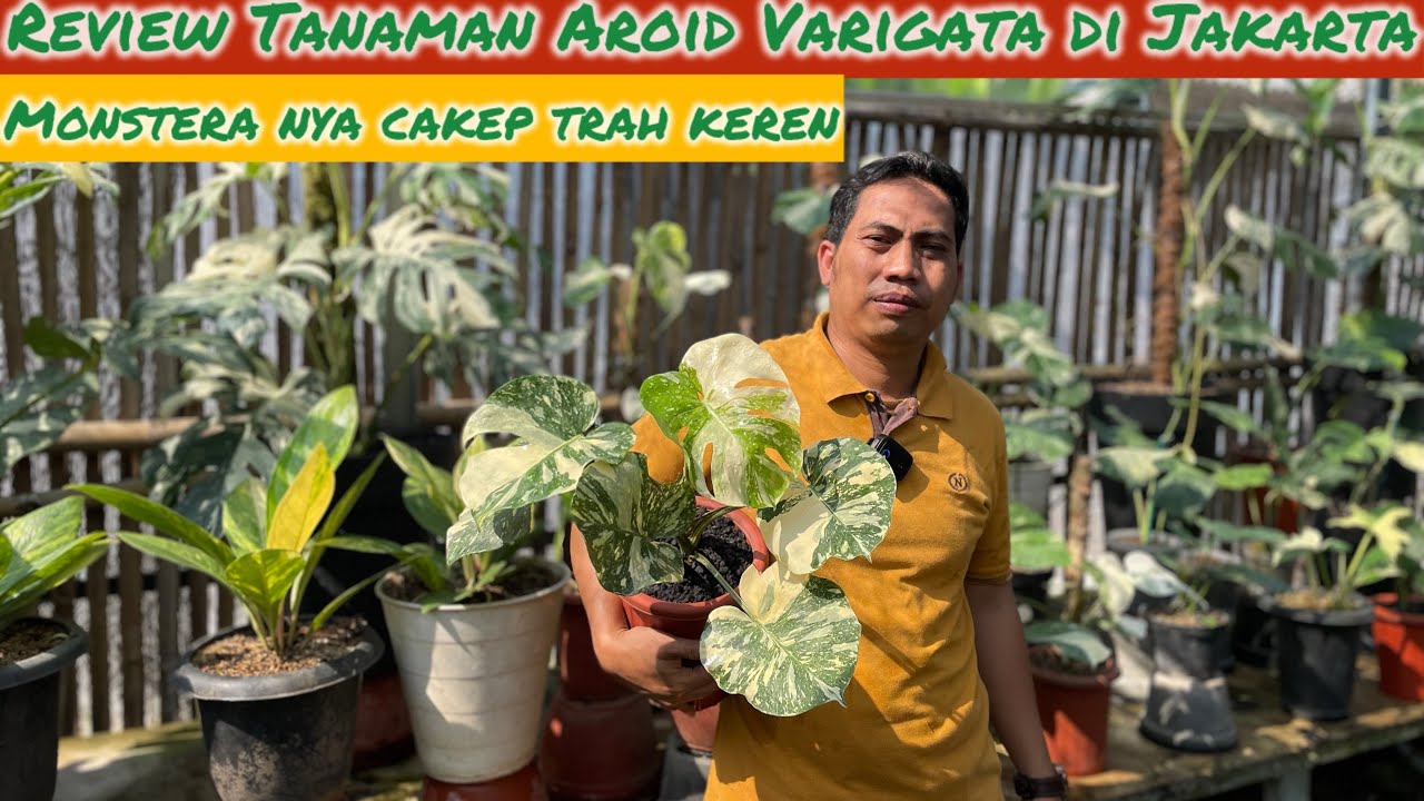 REVIEW TANAMAN AROID VARIGATA DI JAKARTA⁉️ MONSTERA DAY BERHAMBURAN MONSTERA CANTIK