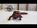 あからさまに好き嫌いするイモリがこちらです
