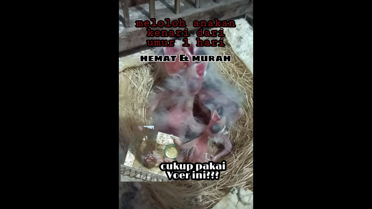 meloloh anakan kenari umur 1 hari MURAH,SEHAT,BONGSOR cukup pakai Voer