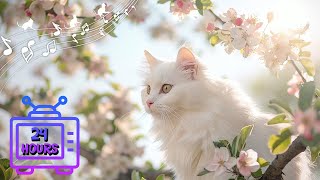 24 HOUR Calming Music for Cats with Anxiety | Sleep Music for Cats | Videos for Cats #183 by Dream Relax My Cat 2,106 views 3 weeks ago 24 hours