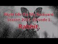 Night Life On My Backyard | Season 2021 | Episode 1 | Rabbit.