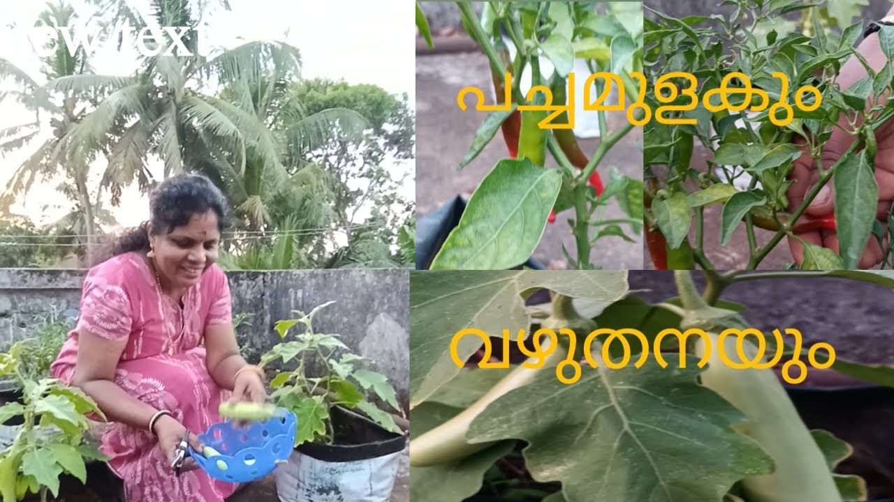 അടുക്കള തോട്ടം.. പച്ച മുളകും വഴുതനയും..