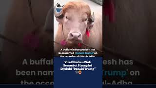 This Blonde-Haired Pink Buffalo Is Nicknamed “Donald Trump” Wealth