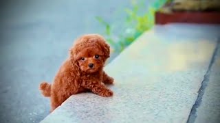 THE CUTEST AND SMALLEST DOGBREEDS by Mr. Akram animals lover🐾 41 views 11 months ago 1 minute, 2 seconds