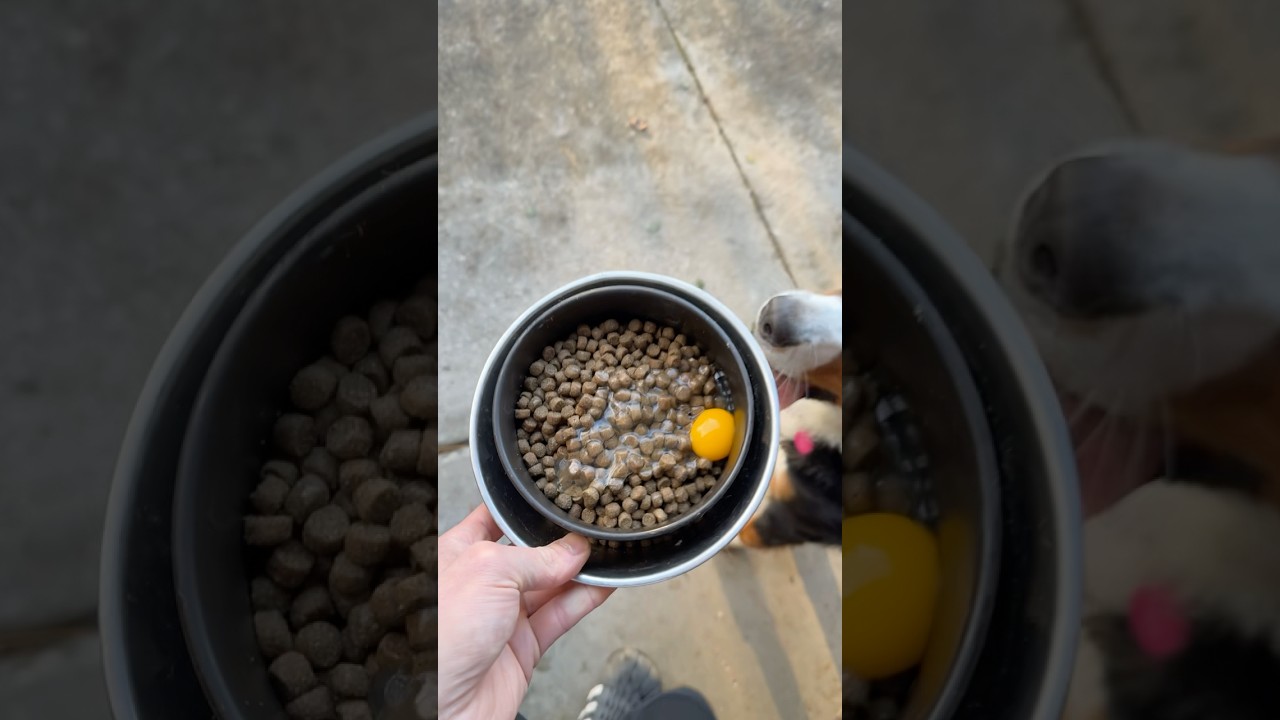 Farm-Fresh Eggs for Dogs 🥚🐾 | A Simple Way to Boost Nutrition