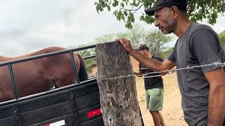 Comprei esse cavalo 🙌🏻🙌🏻🙌🏻