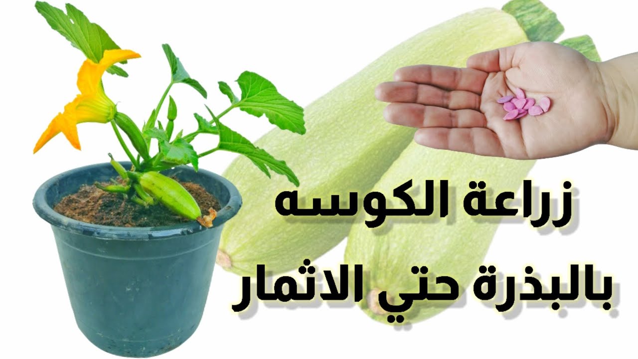 زراعة الكوسه او اليقطين برنامج كامل تسميد وتلقيح يدوي باسهل طريقة