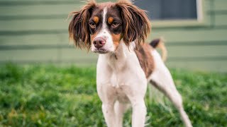 The Unexpected Role of the Brittany Dog in Bird Conservation by Brittany Dog USA 164 views 3 weeks ago 4 minutes, 18 seconds
