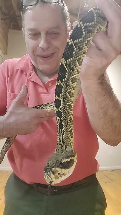 THIS makes every snake owner happy!!! #rattlesnake #snakes #snake # ...