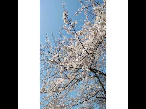 宇多田ヒカル/桜流し🌸歌ってみました(イヤホン推奨)