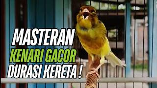 Download lagu Kenari Macet Bunyi Langsung Nyaut !! Terapi Kenari Gacor Durasi Panjang Kenari Anda Langsung Bunyi