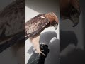 عقاب البوتد أصغر نوع في العقبان طرح جديد Birds طيور