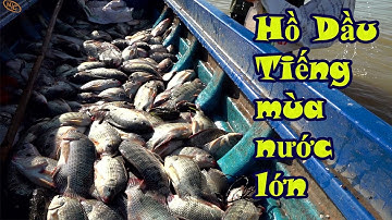 Hồ Dầu Tiếng mùa nước lớn bãi đẹp quá nhiều cá