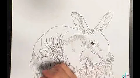 Rhythm demo anteater