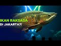 JELAJAHI AMAZON DI JAKARTA! Koleksi Ikan Air Tawar Terbesar di Dunia Ada di TMII?
