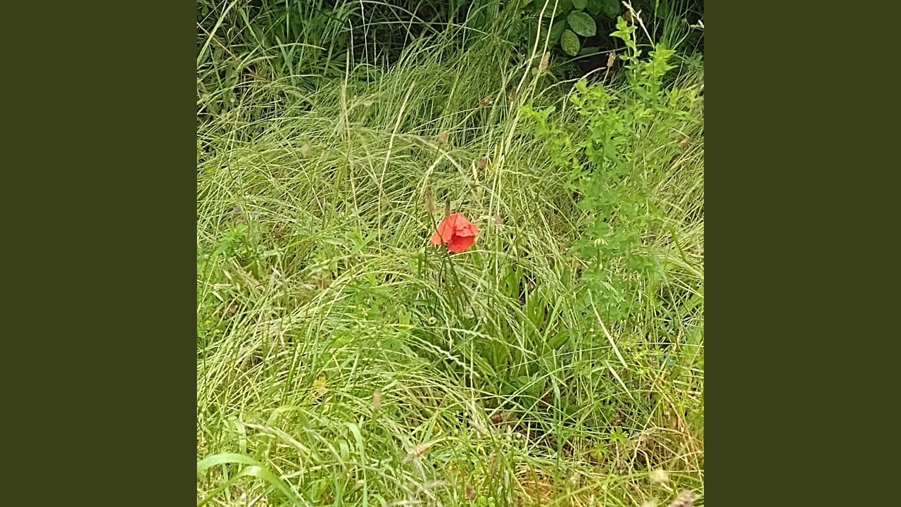 Intermezzo april 241212