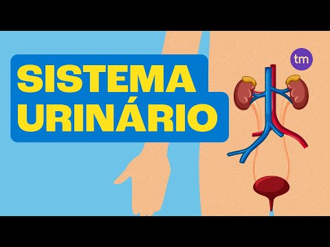 Vídeo: Qual organela é semelhante ao sistema excretor?