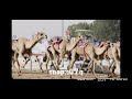هجن الرياسه اسعد البطحري