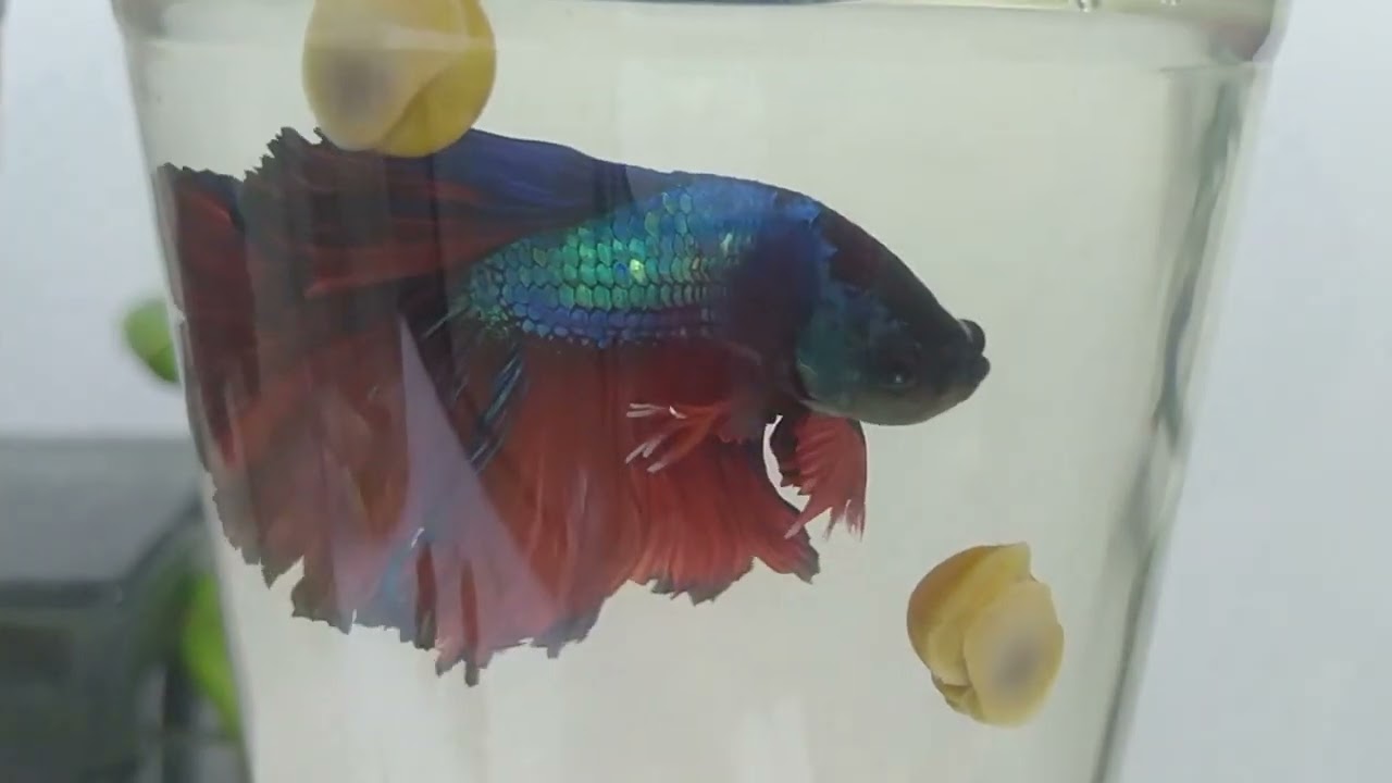 #betafish