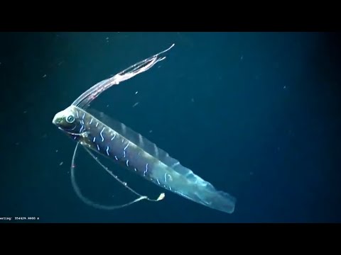 Facts: The Giant Oarfish