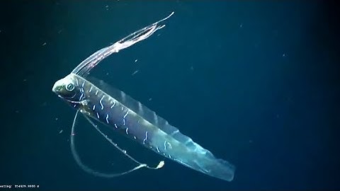 Facts: The Giant Oarfish