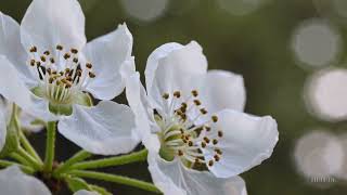 OpenAI Sora - Falling Pear Blossoms screenshot 5