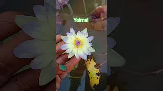 Yaimai waterlilly#trending #flowers #viral #garden#shorts