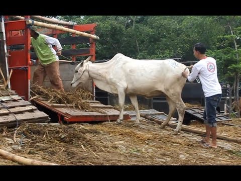 Modifikasi Truk Sapi - DESIGNER LAWAS