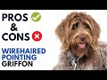 Wirehaired pointing griffon pros and cons  korthals griffon advantages and disadvantages