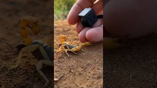 Desert Scorpion POV: Tiny Camera Reveals a Massive Hidden Underground Colony
