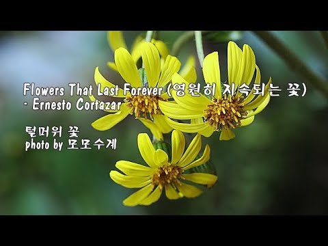 Flowers <strong>That</strong> Last Forever (영원히 지속되는 꽃) / Ernesto Cortazar &amp;<strong>amp</strong>; photo by 모모수계