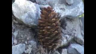 Surah al Baqarah Ayats 183  - 186