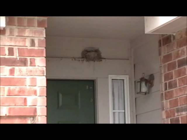 Bird Nest Above My Front Door - YouTube