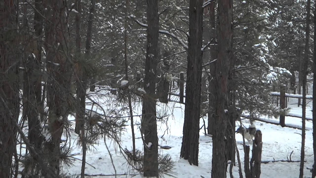 лайки Губанова С.В Барс по кабану - YouTube