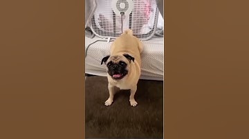 Dog farts in a fan